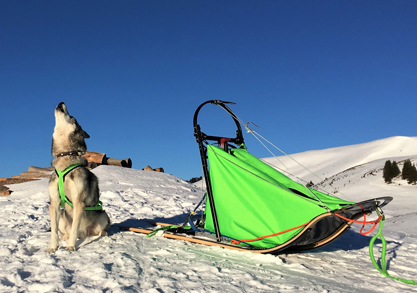 Allround Small - Schlitten ab1 Hund