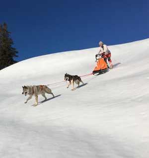 Schlitten f&uuml;r kleine Teas