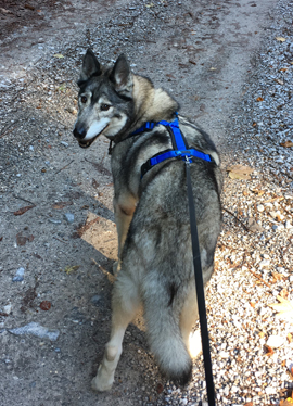 Brustgeschirr verstellbar