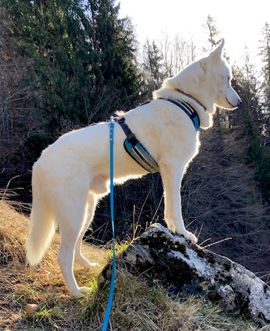 Brustgeschirr Safety M