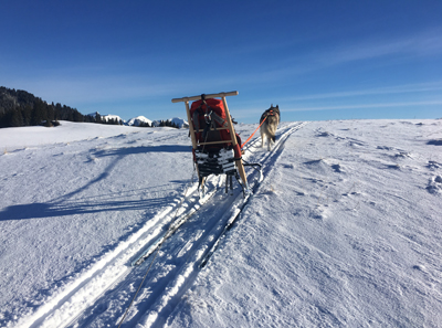 Schlitten f&uuml;r nur einen Hund
