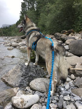 Brustgeschirr Safety ML